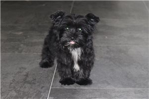 Pinky - Yorkshire Terrier - Yorkie for sale
