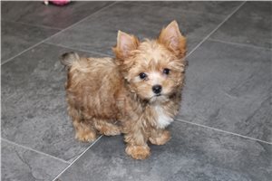 Vern - Yorkshire Terrier - Yorkie for sale
