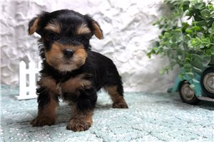 Truce - puppy for sale
