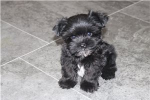 Freddie - puppy for sale
