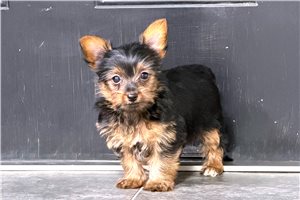 Dragon Boots - Yorkshire Terrier - Yorkie for sale