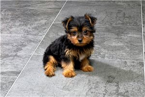 Koda - Yorkshire Terrier - Yorkie for sale