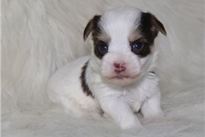 Jayden - Yorkshire Terrier - Yorkie for sale