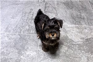 Gigi - puppy for sale