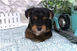 Liam - puppy for sale