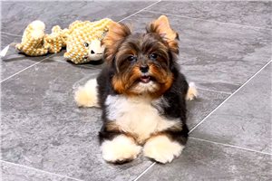 Blain - Yorkshire Terrier - Yorkie for sale