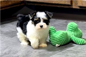 Allie - puppy for sale