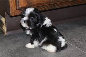 Millie - puppy for sale