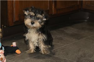 Wayde - Yorkshire Terrier - Yorkie for sale