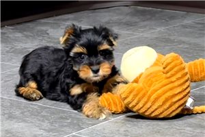 Helen - Yorkshire Terrier - Yorkie for sale