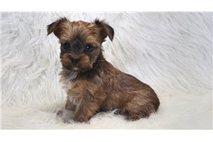 Maxi - Yorkshire Terrier - Yorkie for sale