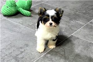 Liza - Yorkshire Terrier - Yorkie for sale