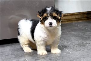 Rafe - puppy for sale