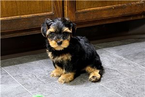Frankie - puppy for sale