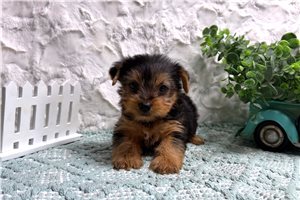 Homer - puppy for sale