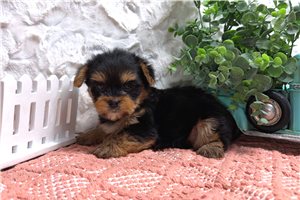 Zyla - puppy for sale