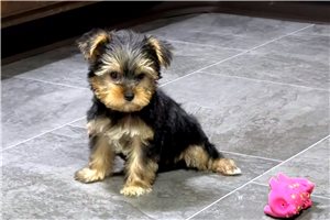 Breezy - Yorkshire Terrier - Yorkie for sale