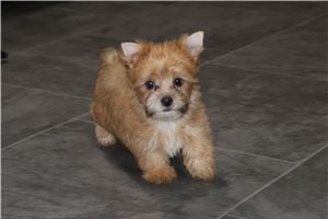 Marie - Yorkshire Terrier - Yorkie for sale