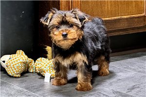 Edgar - Yorkshire Terrier - Yorkie for sale