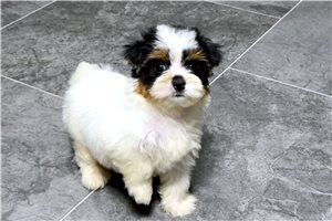 Sydney - puppy for sale