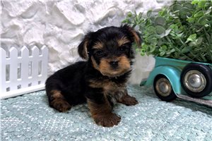 Chuck - puppy for sale