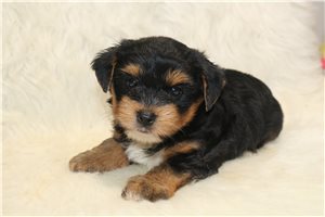 Charlie - Yorkshire Terrier - Yorkie for sale