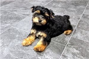 Bugg - Yorkshire Terrier - Yorkie for sale
