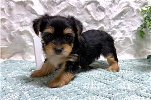 Asher - Yorkshire Terrier - Yorkie for sale