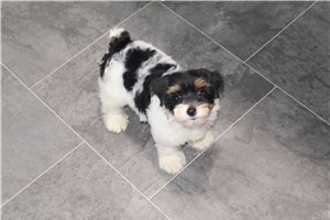 Cassie - puppy for sale