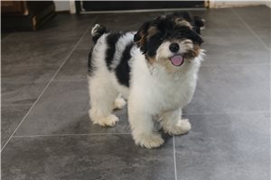 Cassie - Yorkshire Terrier - Yorkie for sale