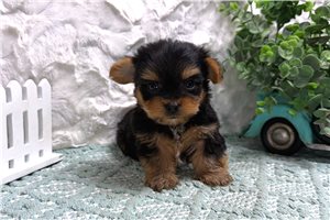 Brad - Yorkie for sale