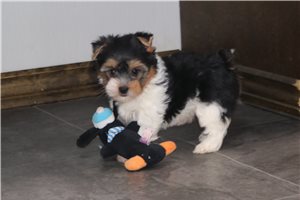 Wanda - Yorkshire Terrier - Yorkie for sale