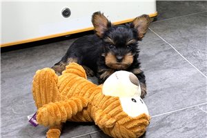 Freddy - Yorkshire Terrier - Yorkie for sale