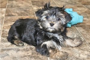Zilo - Yorkshire Terrier - Yorkie for sale