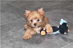 Vern - Yorkshire Terrier - Yorkie for sale