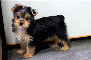 CeeCee - Yorkshire Terrier - Yorkie for sale