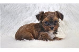 ZyZy - puppy for sale