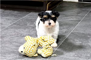 Wenda - puppy for sale