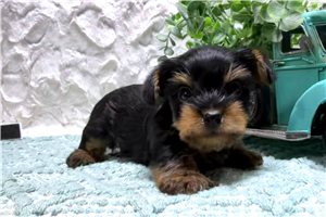 Freddy - Yorkshire Terrier - Yorkie for sale