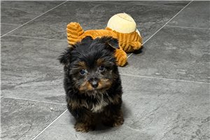 Cole - Yorkshire Terrier - Yorkie for sale