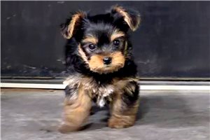 Chuck - Yorkshire Terrier - Yorkie for sale
