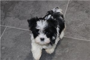 Bonnie - Yorkshire Terrier - Yorkie for sale