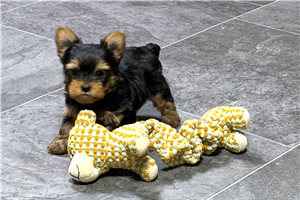 Sean - Yorkshire Terrier - Yorkie for sale