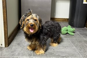 Frankie - Yorkie for sale