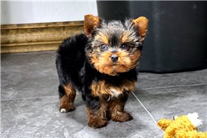 Sylvester - puppy for sale