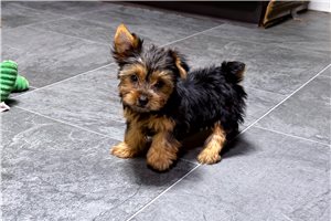 Peggy - Yorkie for sale