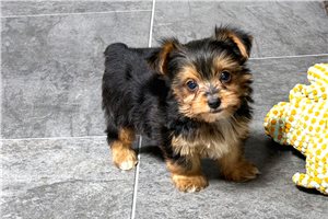 Sparrow - puppy for sale