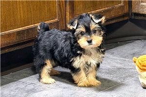 Asher - Yorkshire Terrier - Yorkie for sale