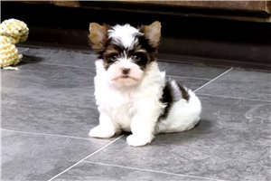 Moby - Yorkshire Terrier - Yorkie for sale