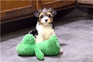Jane - puppy for sale